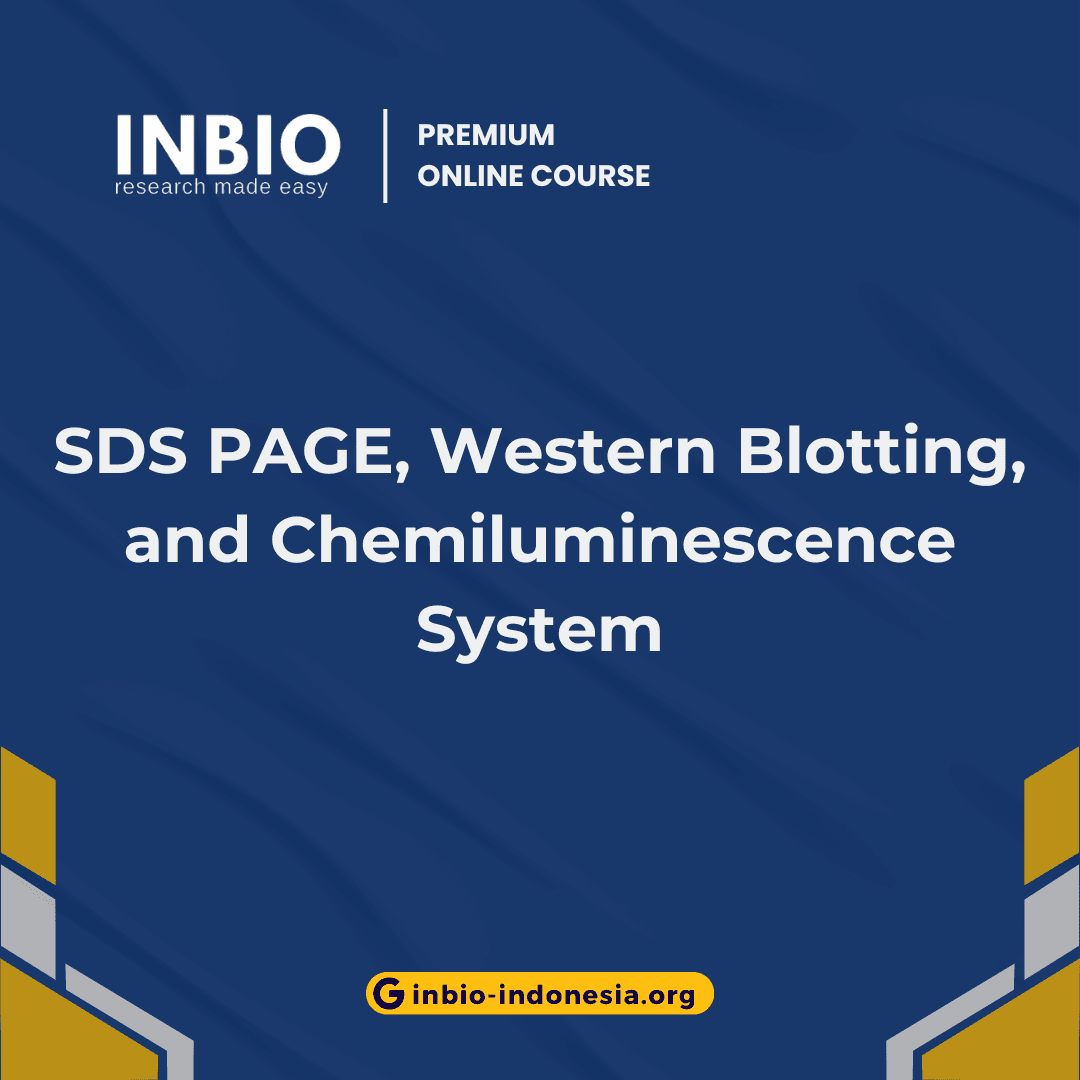 SDS PAGE, Western Blotting, and Chemiluminescence System